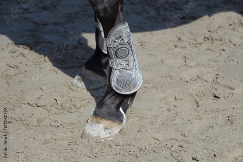 Jambes antérieures d'un cheval 