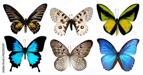 Set of six butterfly isolated on white background with clipping path, yellow green blue wings insects