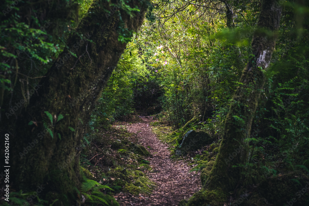 Lush forest trail. Lush forest trail.