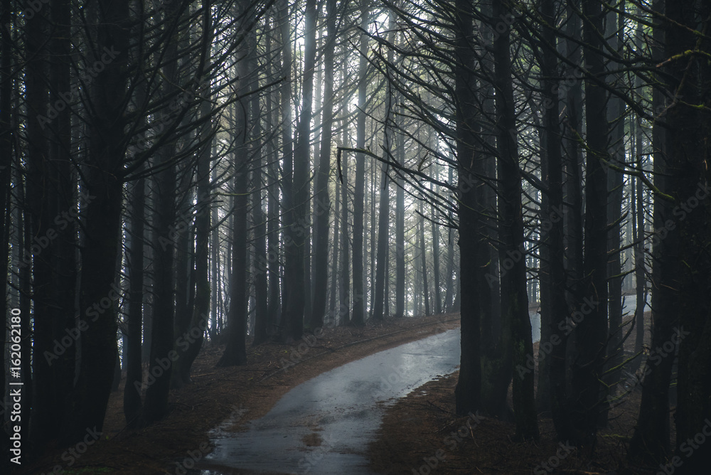 Fototapeta premium Misty forest road.