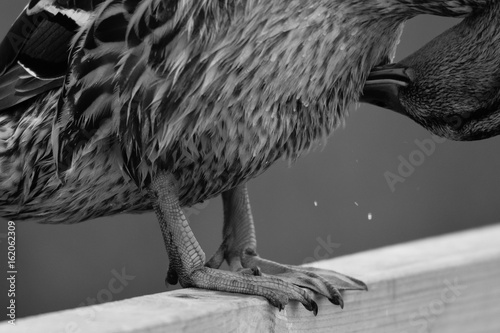 Принти на полотні Webbed feet of the mallard duck perched on a wooden fence