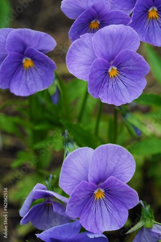 Beautiful violet in summer Park