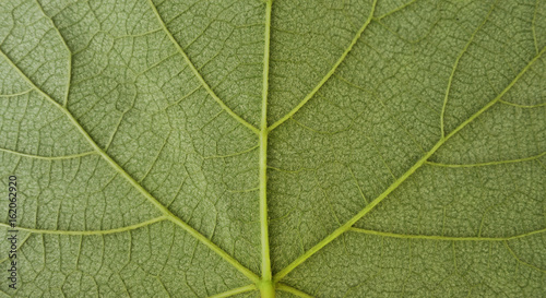 detail of grapevine leaf