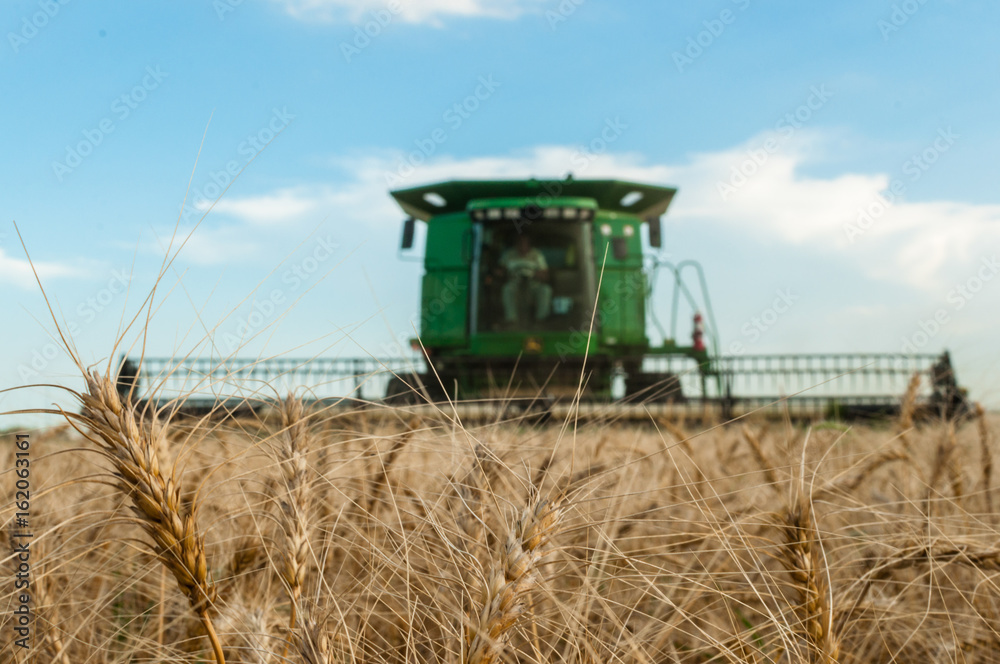 Fototapeta premium Wheat Harvest