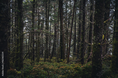 Lush dark forest.