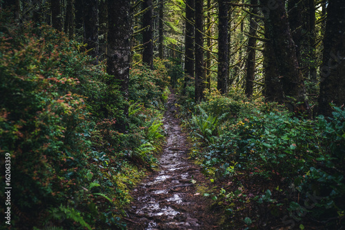 Wet forest trail. © RyanTangPhoto