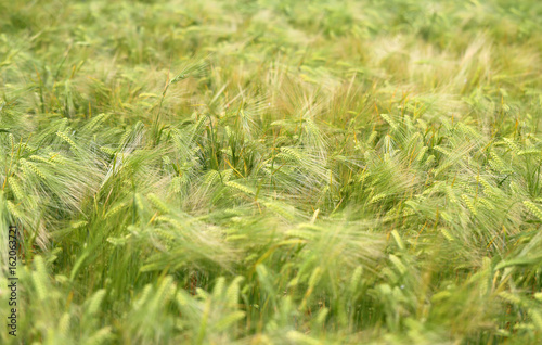 Photo of a macro field of rye