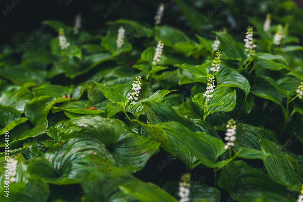 Obraz premium Lush green plants.