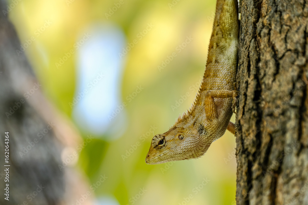 Lizard On The Trunk,Thailand.