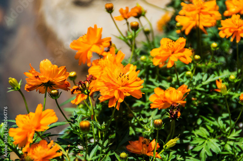 Orange Flower on Sunny Day