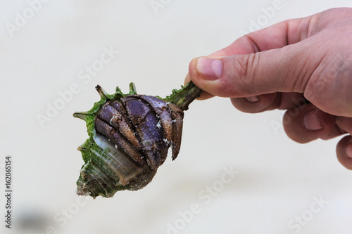 Muschel mit Einsiedlerkrebs in der Hand gehalten