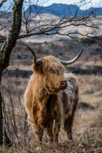 Highland Cow