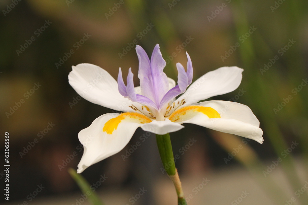 Kap - Iris - Blaue Pfauenblume