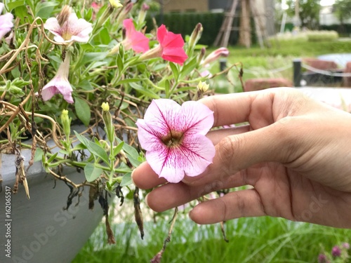 hand and flower photo