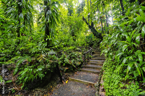 Falling lianas on trail to the Trafalgar waterfalls. Morne Trois Pitons National Park  UNESCO Heritage Site   Dominica