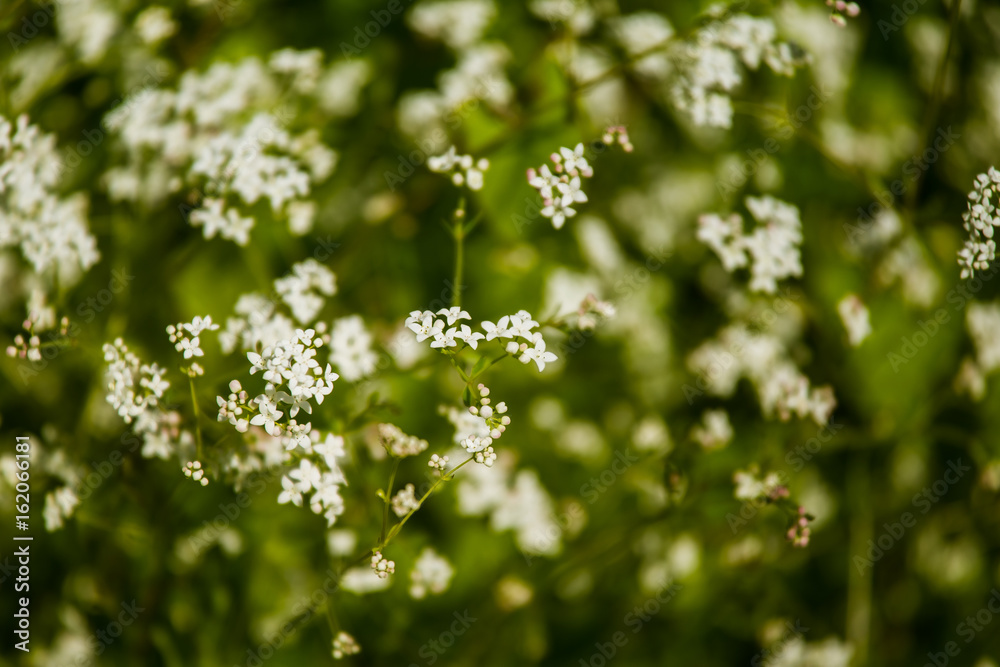Beautiful white tiny flowers in a natural habitat in summer Beautiful white tiny flowers in a natural habitat in summer