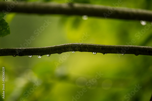 A beautiful, tranquil rain drops on a branch of an alder tree in a forest. Fresh, natural look.