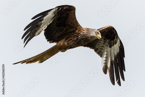 Red Kite looking for food