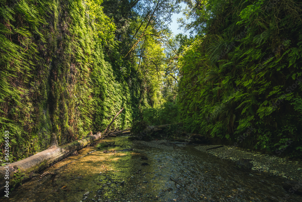 Fern Canyon, California, USA.