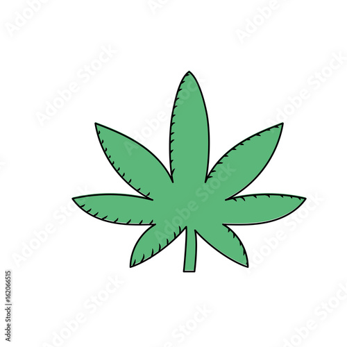 marijuana plant with leaves and medical herb