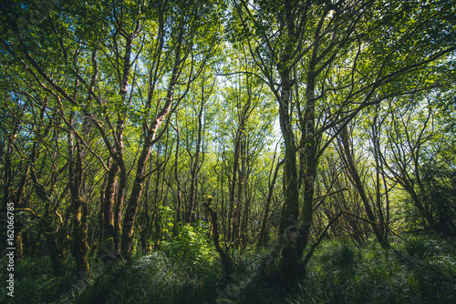 Lush overgrown forest. © RyanTangPhoto