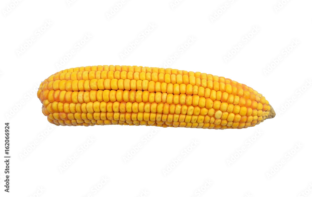 corn isolated corn isolated