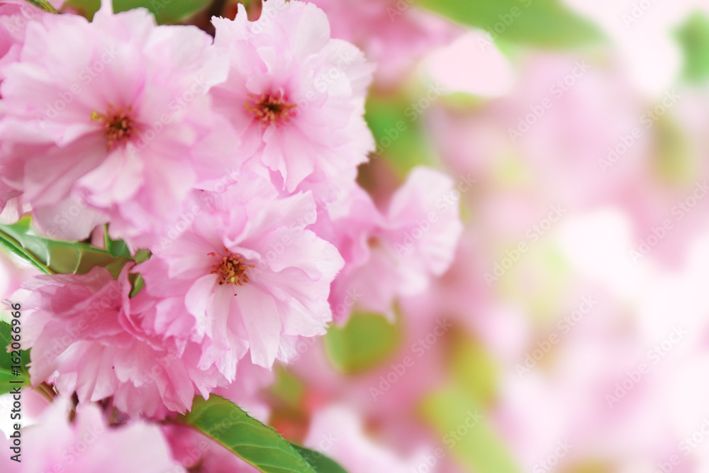 Sakura flowers on a spring day Sakura flowers on a spring day