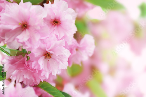 Sakura flowers on a spring day