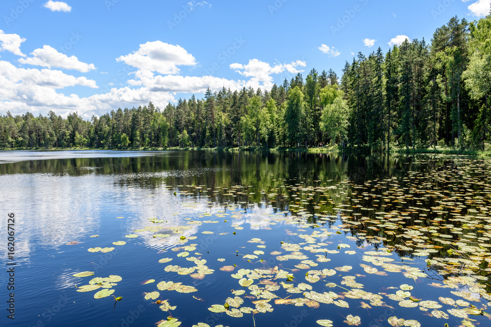 Fototapeta premium Reflections in the calm lake water with water lilies