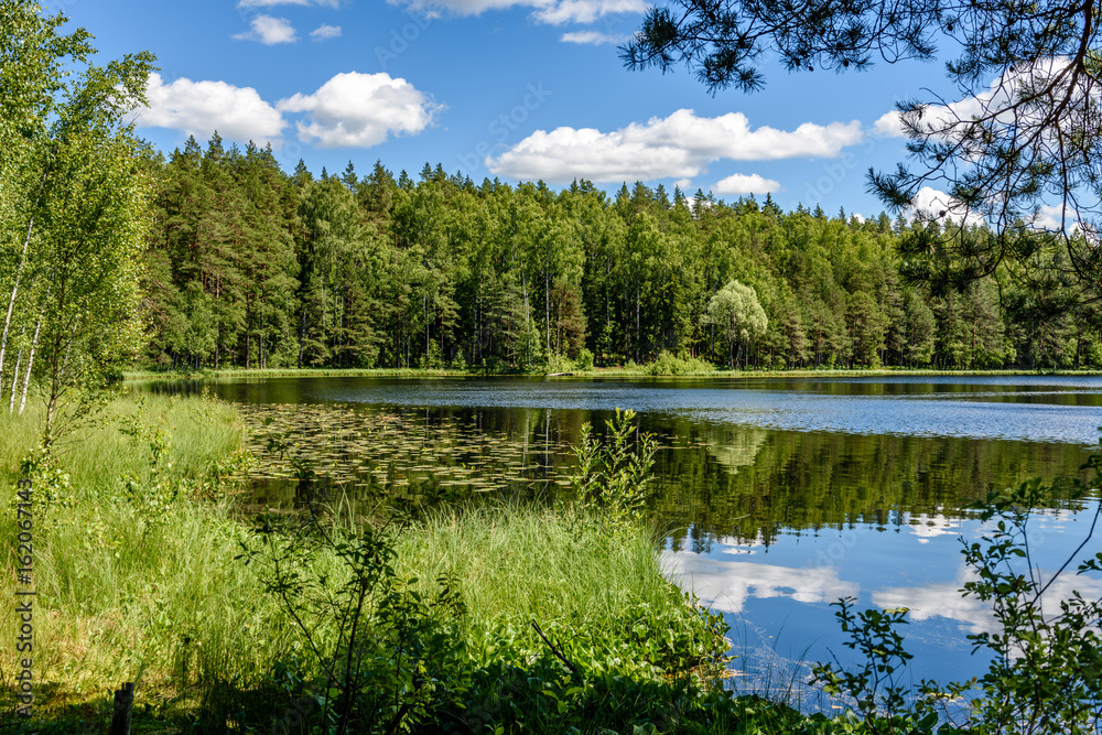 calm forest lake and trees calm forest lake and trees