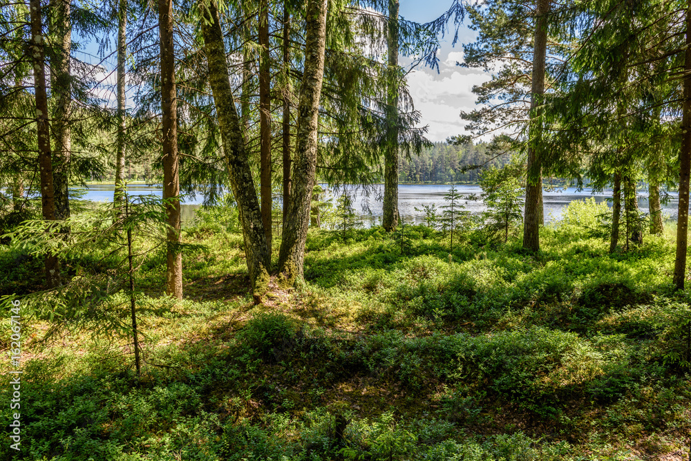 calm forest lake and trees calm forest lake and trees