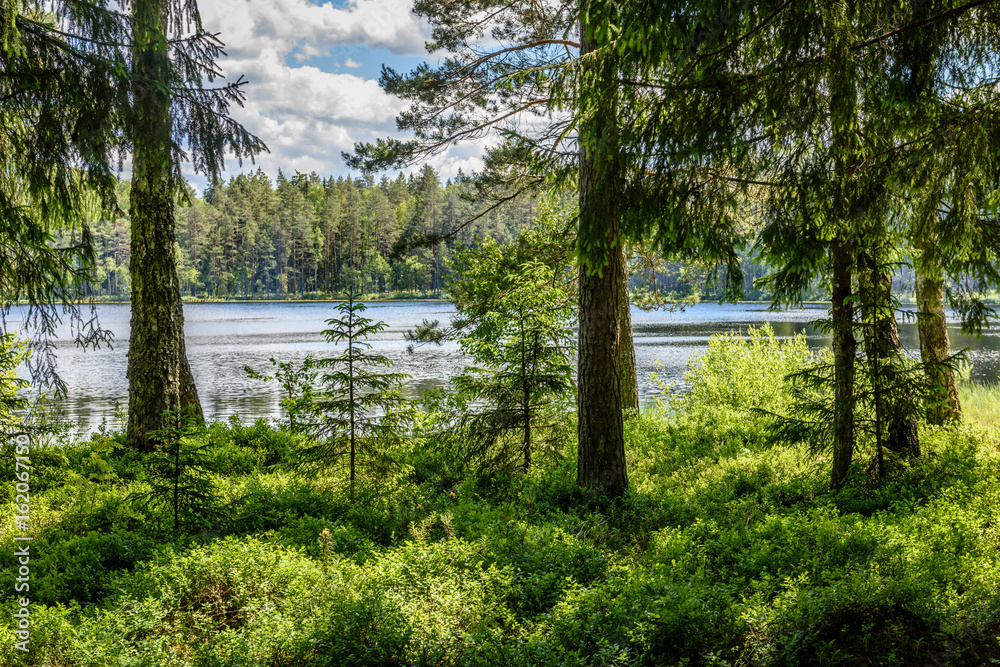 Obraz premium calm forest lake and trees