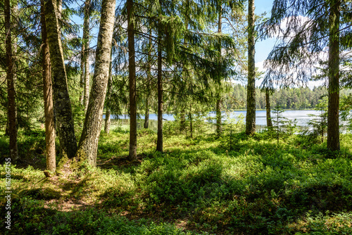 calm forest lake and trees