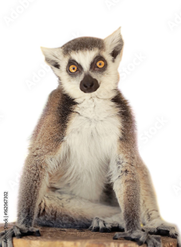 Cute funny ring-tailed lemur in zoological garden