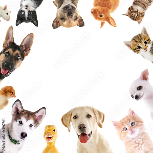 Collage of cute baby animals on white background