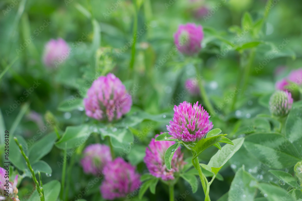 Blossoming flowers of Trifolium pratense.The plant that being used for feeding domestic animals. Nature background Blossoming flowers of Trifolium pratense.The plant that being used for feeding domestic animals. Nature background