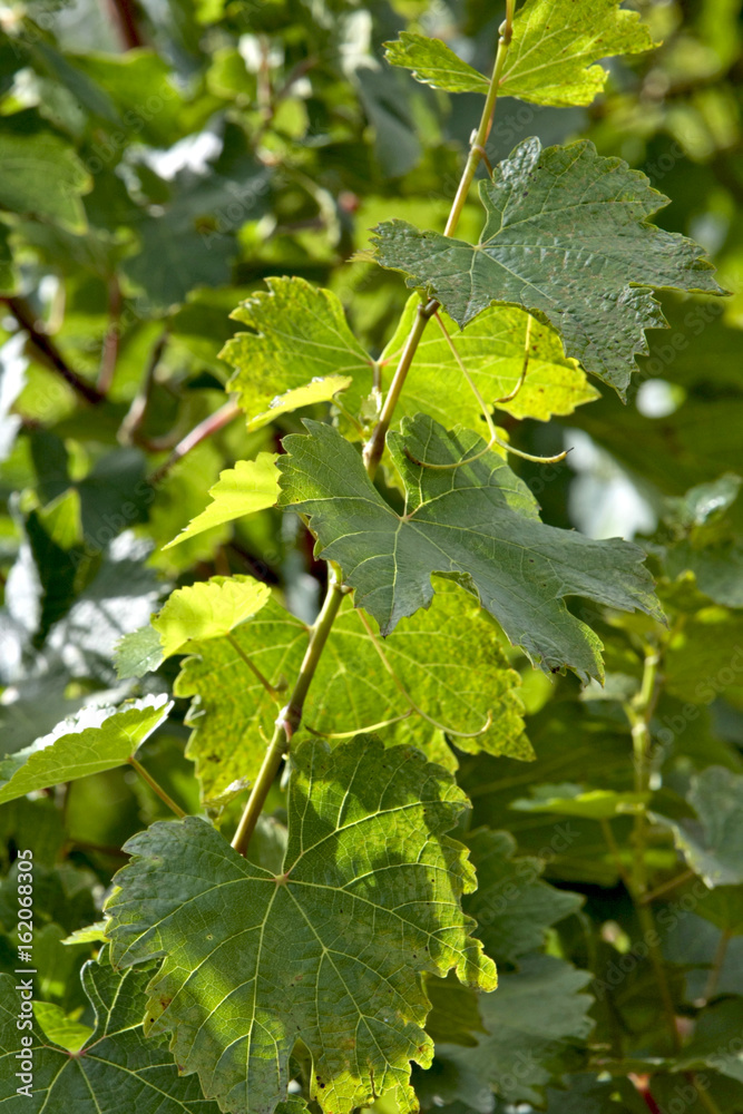 Colheita de uva Colheita de uva