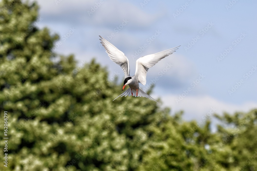 Common Tern hovering in flight fixed on fish prey Common Tern hovering in flight fixed on fish prey