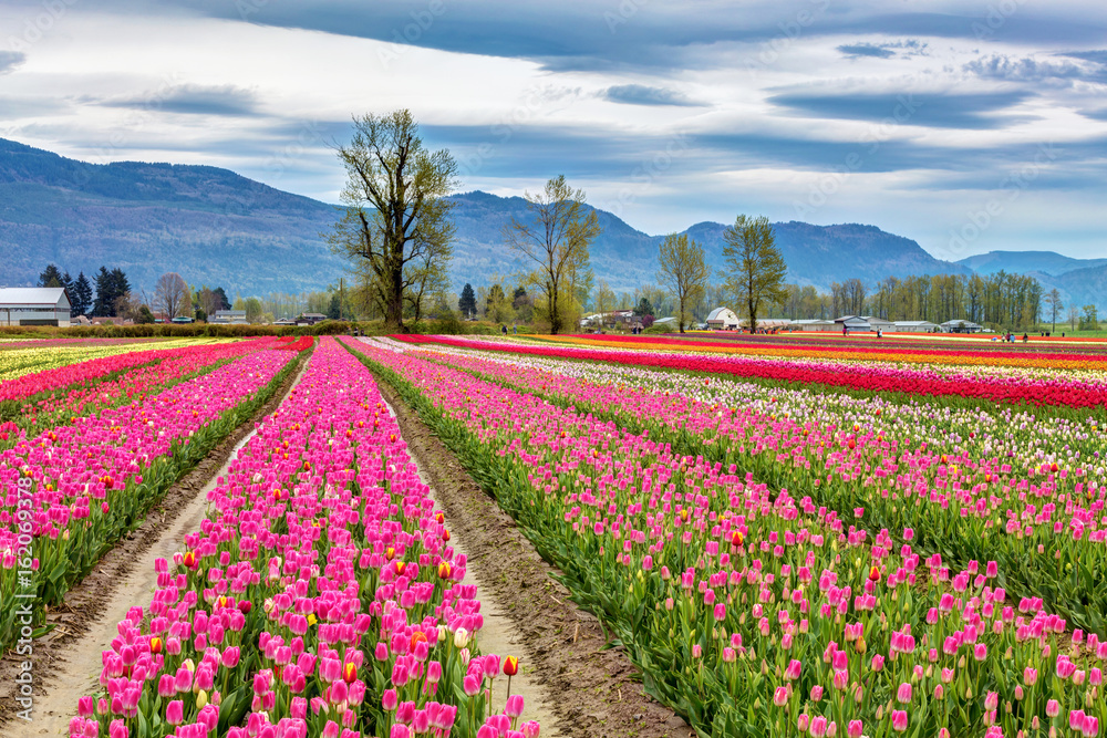 Colorful fields of tulips in Chilliwack,  British Columbia