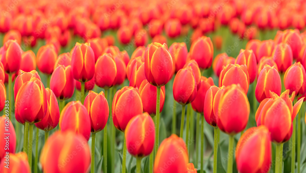 Red tulips close up in a field Red tulips close up in a field