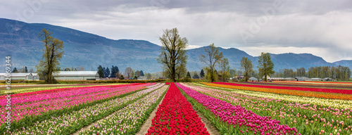 Fototapeta Naklejka Na Ścianę i Meble -  Panoramic view of colorful fields of Tulips in Chilliwack, BC for the tulips of the valley festival 