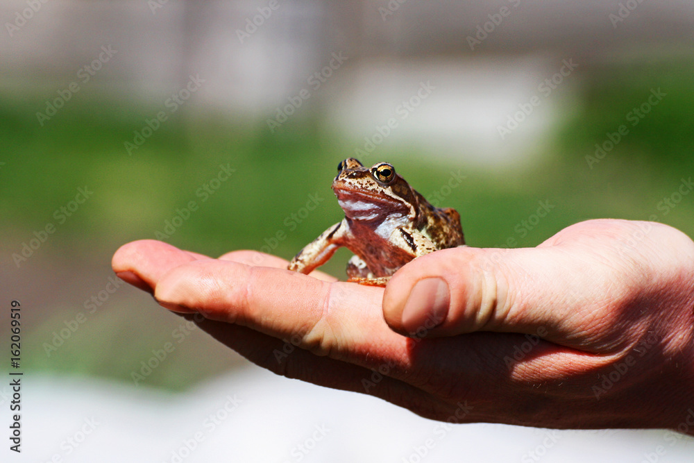 Frog on the palm of your hand.