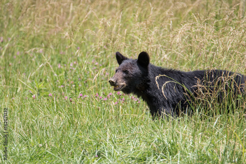 Large Black Bear Large Black Bear