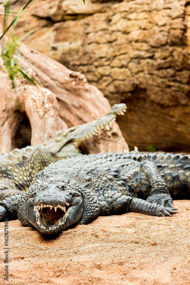 two crocodiles showing their mouth open two crocodiles showing their mouth open