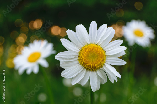 White wild daisies in the evening at sunset