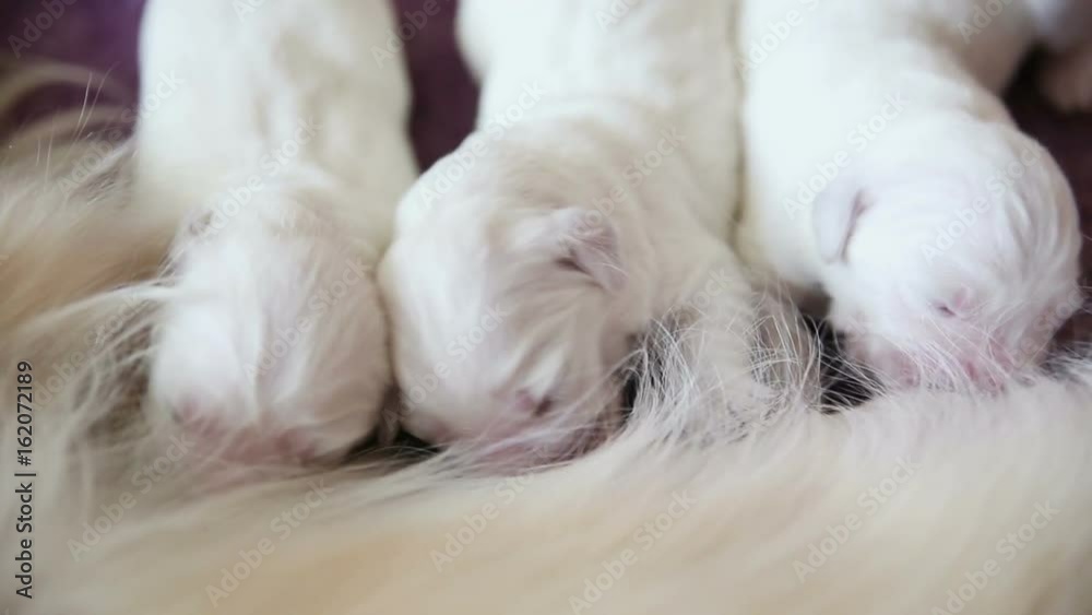 Newborn Golden Retriever puppies suck breast milk Newborn Golden Retriever puppies suck breast milk
