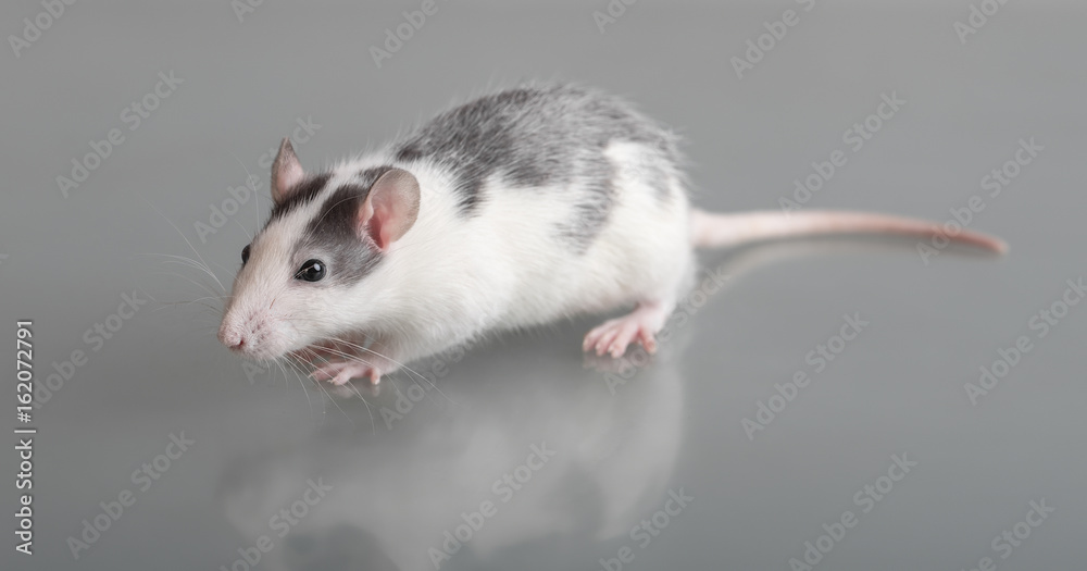 domestic baby rat domestic baby rat