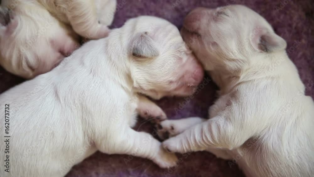 Sleeping newborn puppy golden retriever Sleeping newborn puppy golden retriever