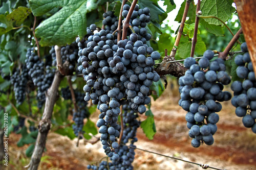 Colheita de uva