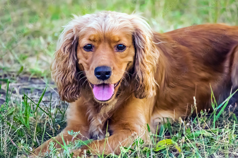 Cute red dog english cocker spaniel lying on the green grass at sunner day